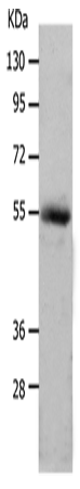Валидация Elabscience E-AB-15776