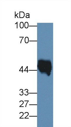 25033