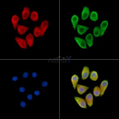 Валидация Affinity DF14338 - 10243