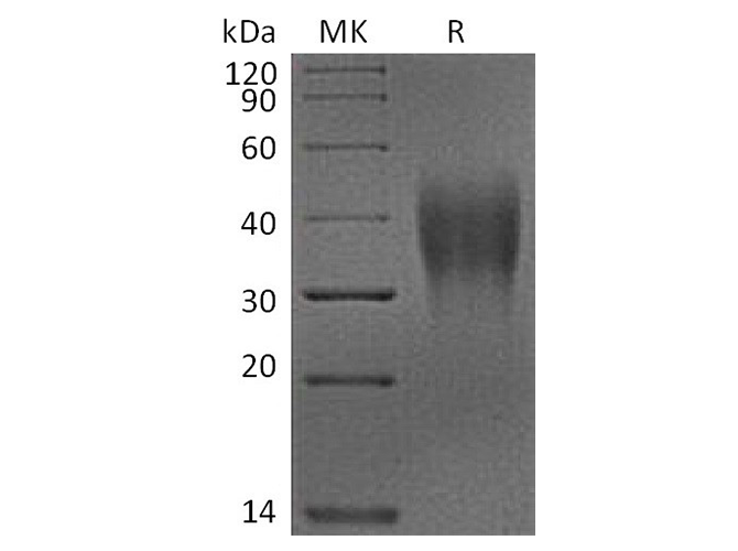 Валидация Elabscience PKSQ050016(5389)