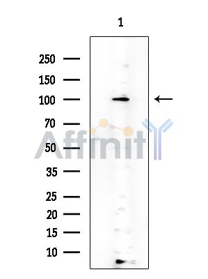 Валидация Affinity DF7446 - 19200