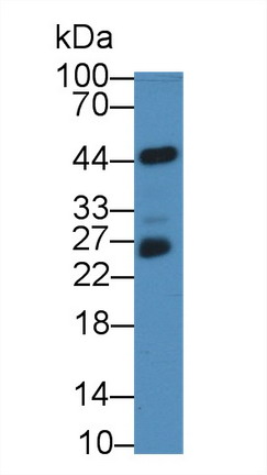 9057
