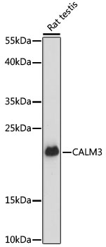 Валидация Elabscience E-AB-65026