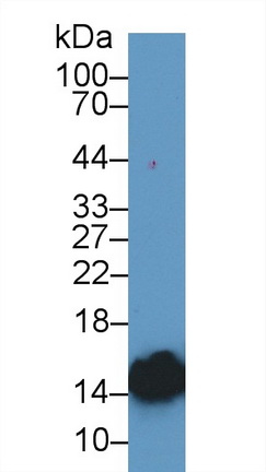 13058
