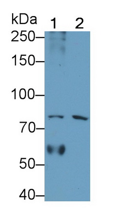 24162