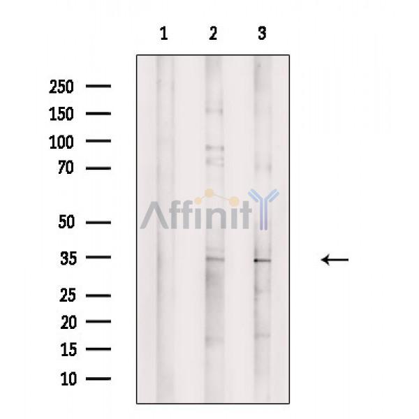 Валидация Affinity DF2363 - 12935