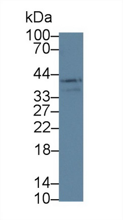 9136