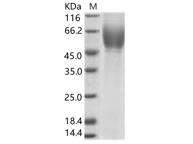 Валидация Elabscience PKSV030177(5954)