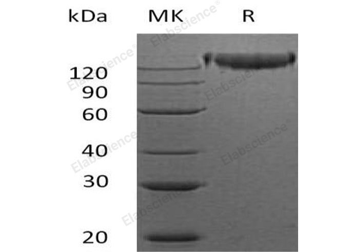 Валидация Elabscience PKSM040568(4555)