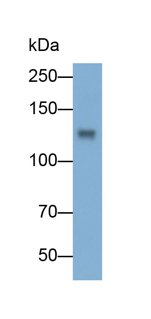 32050