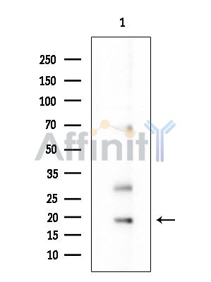 Валидация Affinity DF15399 - 11716