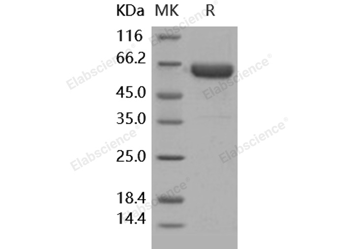 Валидация Elabscience PKSH031729(2367)