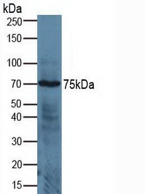 4933
