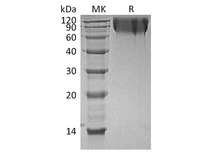 Валидация Elabscience PKSH033739(4017)