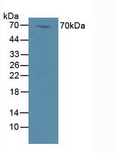 5082