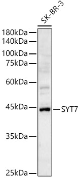 Валидация Elabscience E-AB-90475