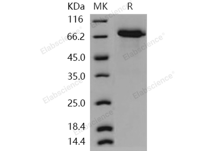 Валидация Elabscience PKSH030936(1759)