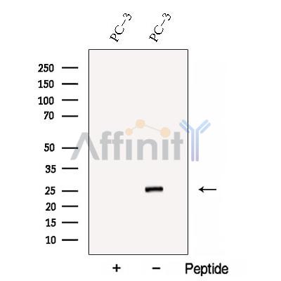 Валидация Affinity DF12866 - 7599
