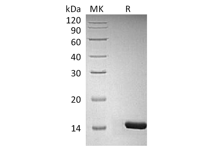 Валидация Elabscience PKSH033808(4078)