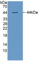 57045