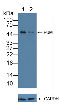 12176