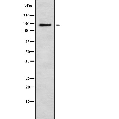 Валидация Affinity AF9041 - 4782