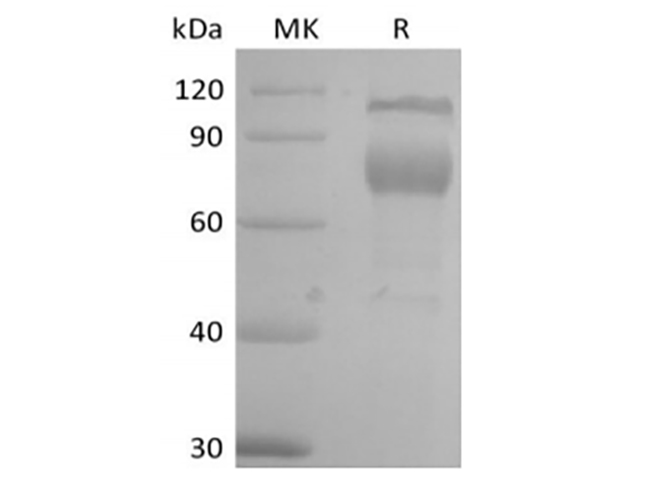 Валидация Elabscience PKSM041435(5310)