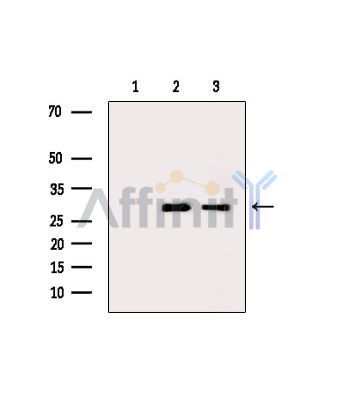 Валидация Affinity DF7394 - 19126