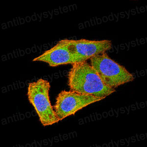 Валидация IF - AntibodySystem RHN88903