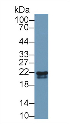 9678