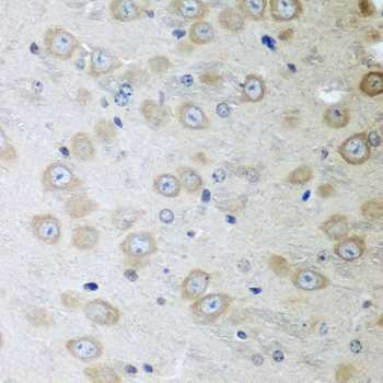 Валидация Elabscience E-AB-62473