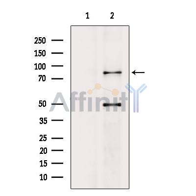 Валидация Affinity DF8307 - 20158