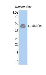 48439