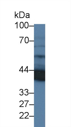 12592