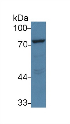 52529