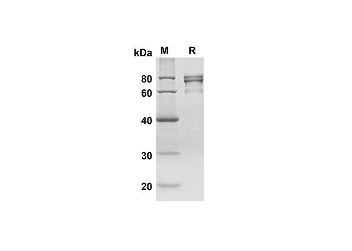Валидация Elabscience PDMH100227(853)