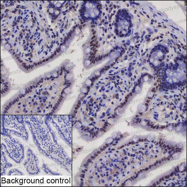 Валидация AntibodySystem RHA79403
