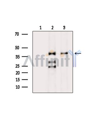 Валидация Affinity DF14480 - 10458