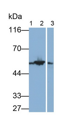 27536
