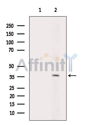 Валидация Affinity DF15687 - 12146