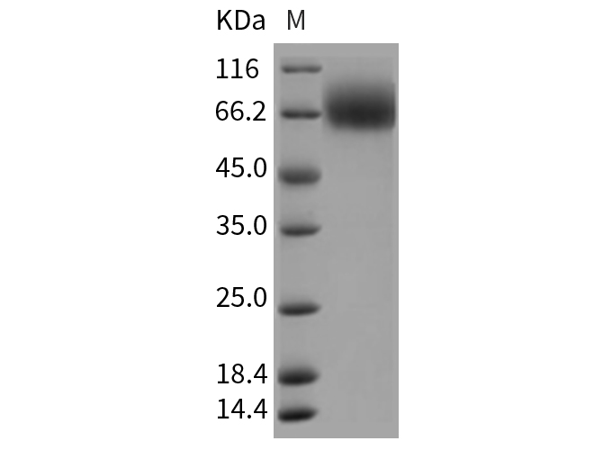 Валидация Elabscience PKSR030292(5638)