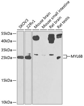 Валидация Elabscience E-AB-92350