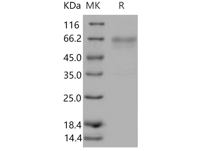 Валидация Elabscience PKSM040930(4872)