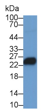 62324