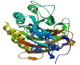 Integrin Beta 2 (ITGb2)