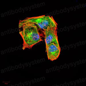 Валидация IF - AntibodySystem RHC44301