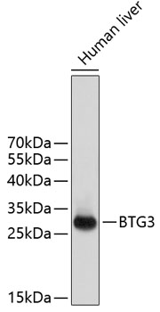 Валидация Elabscience E-AB-92481