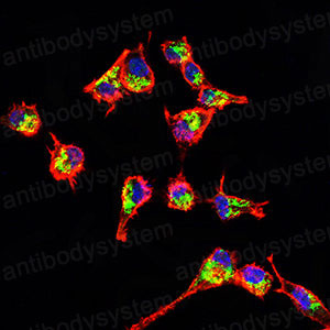 Валидация IF - AntibodySystem RHG85602