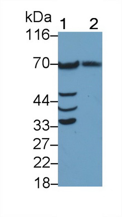 5377