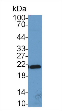 13351